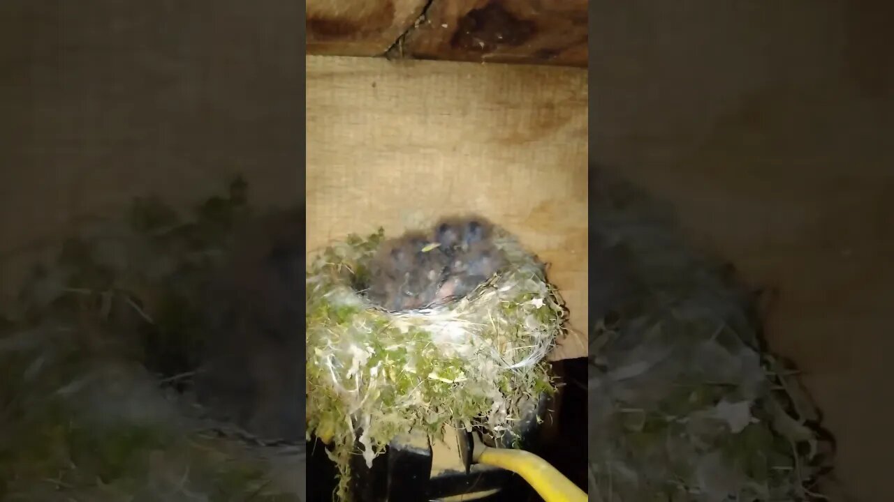 Barn Swallow nest