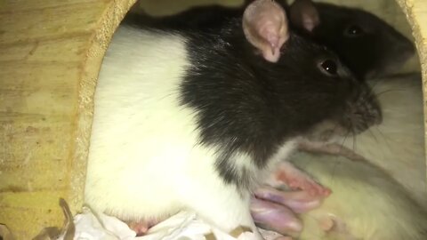 10 Weird Yet Totally Normal Behaviors (and More) from Pet Rats