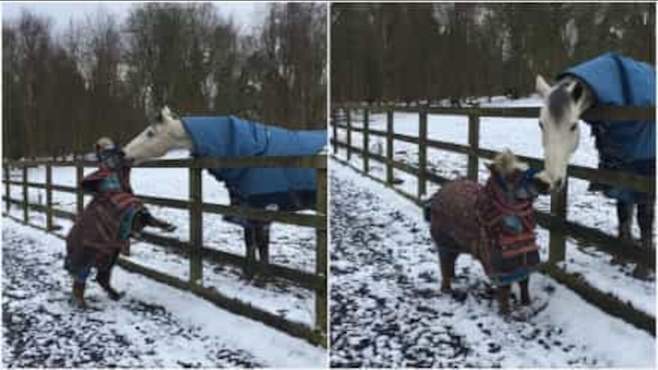 Lille hest løber rundt med de store drenge