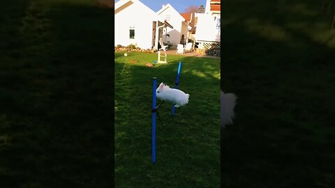 "See This Rabbit Take its Amazing Jumping Skills to the Next Level!" #ytshorts #