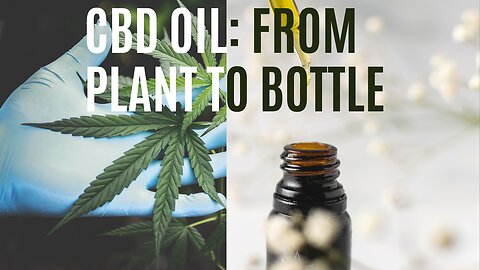 Unveiling The Making of CBD Oil - From Hemp Fields to Your Hands!