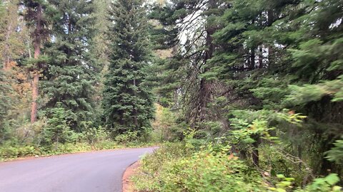 Deer at Payette National Forrest