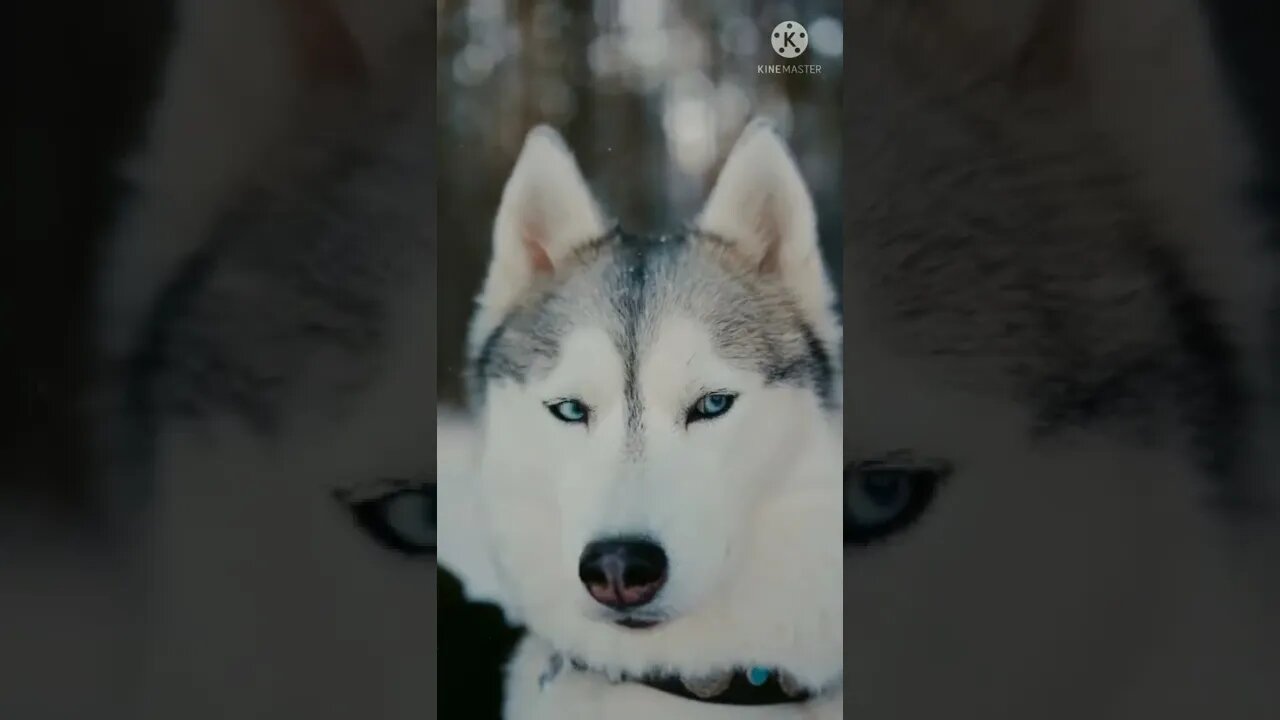 dog funny videos #shorts #dogs #doglover #dogsoftiktok #