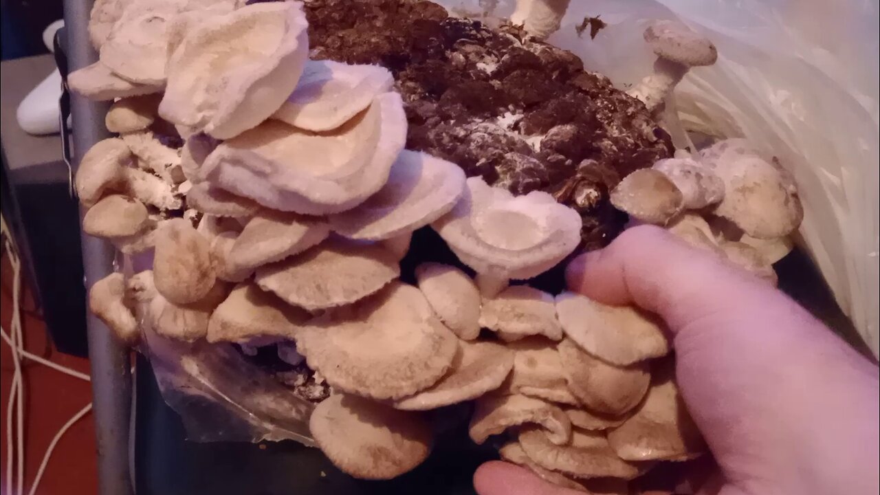 #shitaki, #mushroom, #harvest, #ASMR,#RIPPING, #SOOTHING