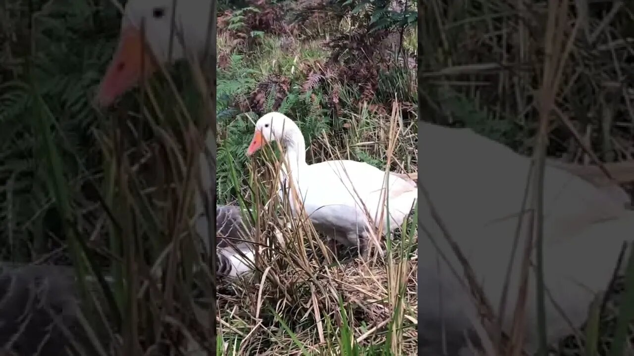 Male pilgrim goose follows his woman