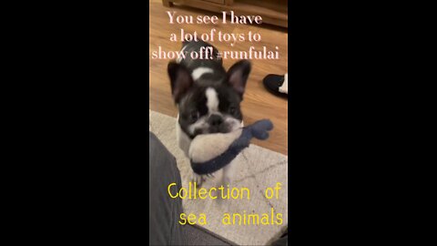 There is a cute pet dog at home, he looks very well-behaved