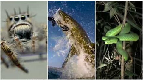 Are you afraid of the world's most dangerous animals?