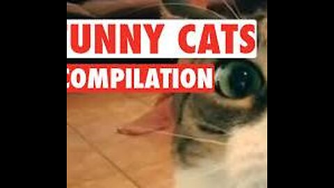 Funny animal videos 2023 - Funny cats/dogs - Funny animals Part71/Haypyy Pett