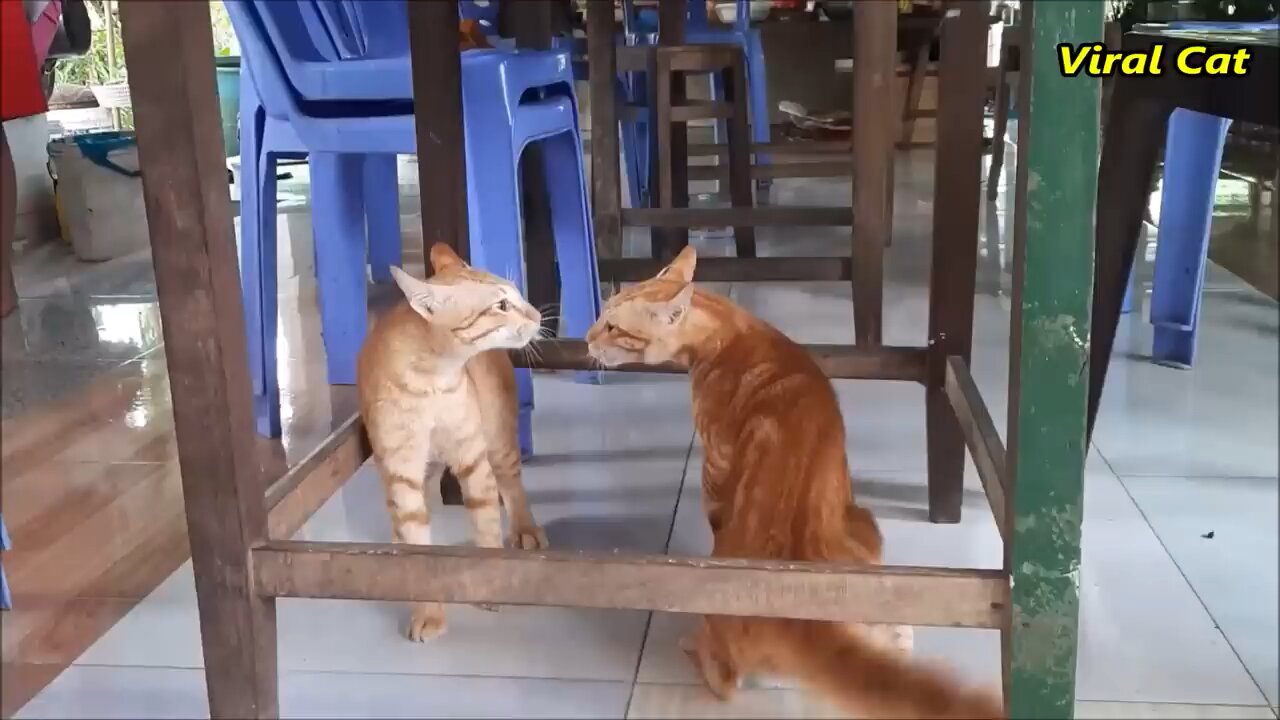 Cat fights