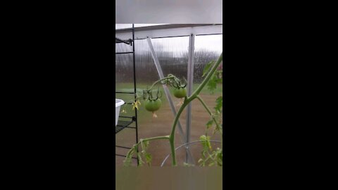 Checking on the Greenhouse again