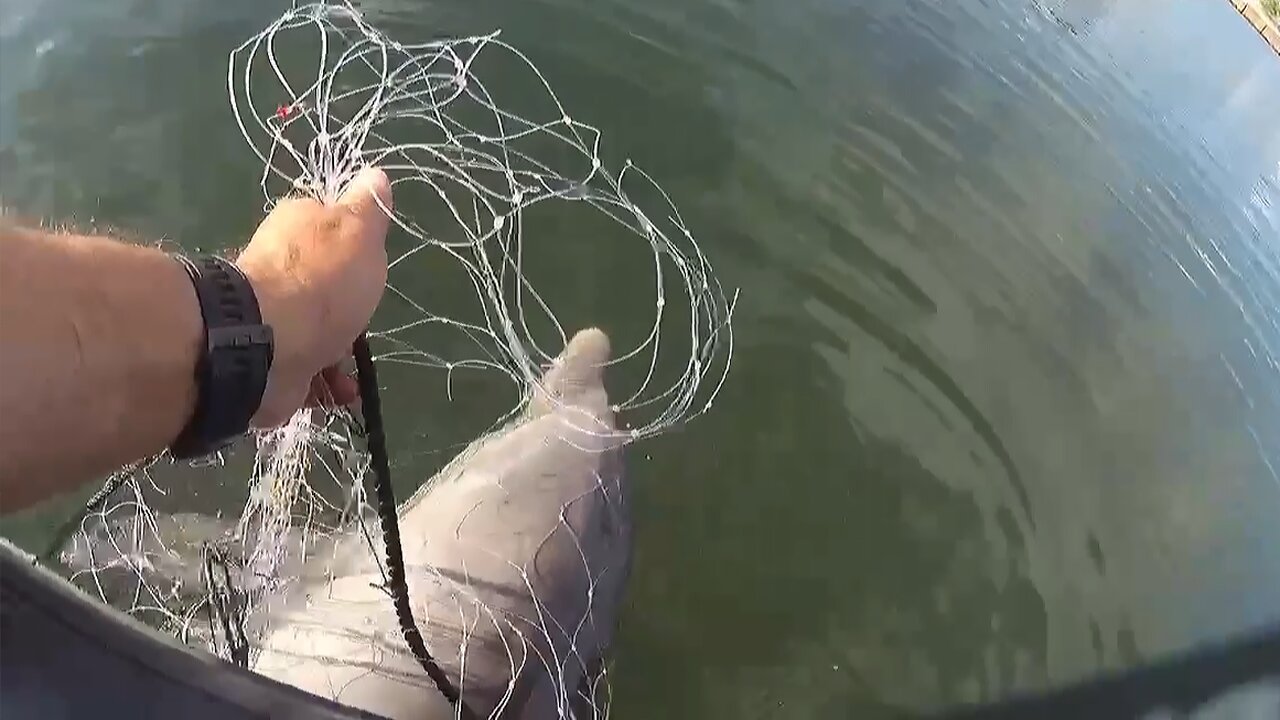 Baby dolphin trapped in fishing net rescued by a Police Officer