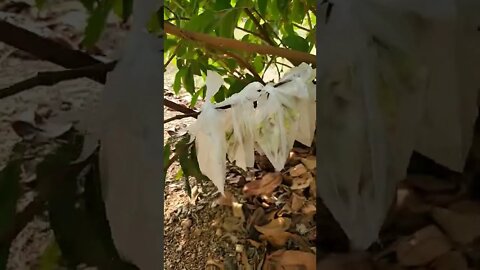 Chompoo Tree ชมพู่ with Flowers