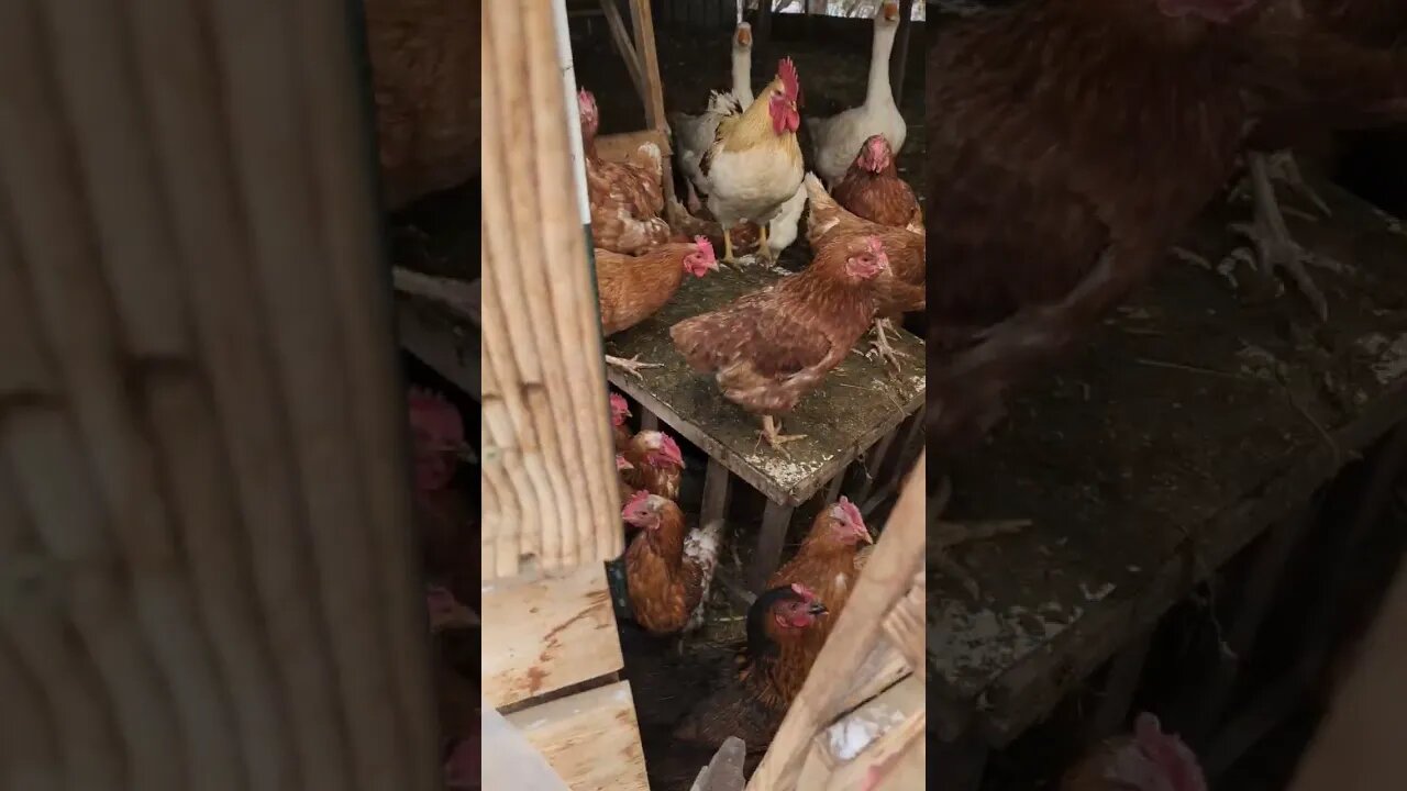 #shorts #farmanimals