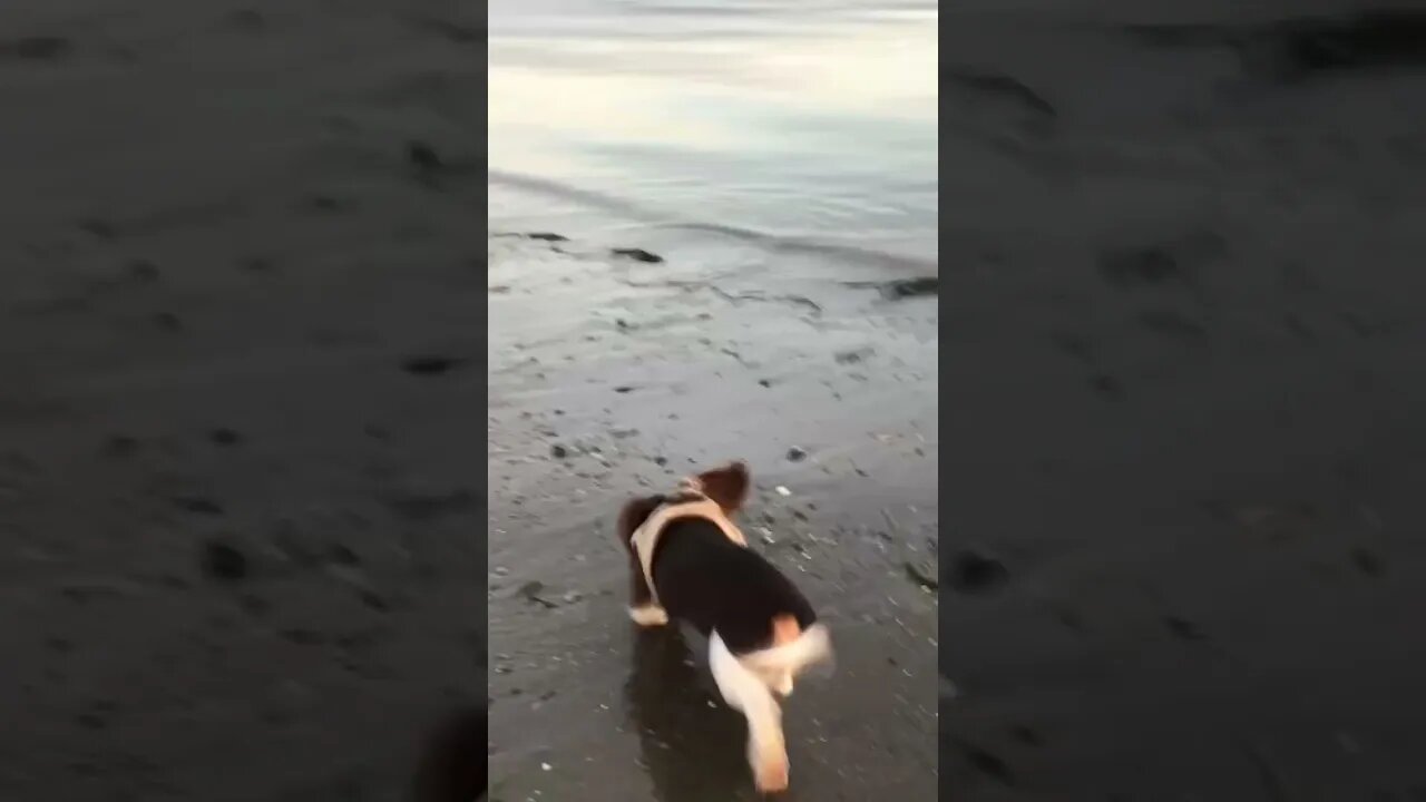 Mini Dachshund Pup First Beach Trip 😍😍😍