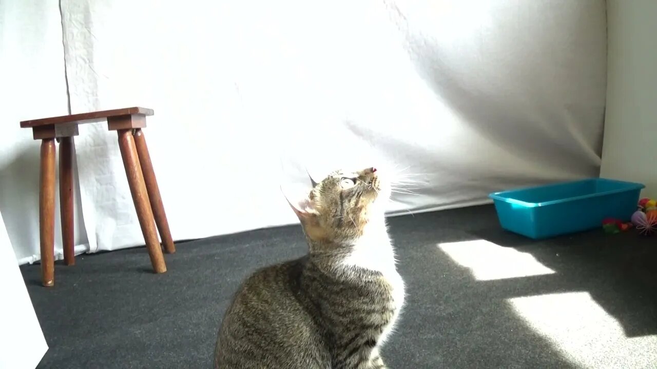 Little Cat Jumps to Catch the Toy