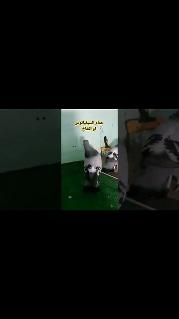 حمام السيفيانوس الزاجل او حمام النفاخ كيوت