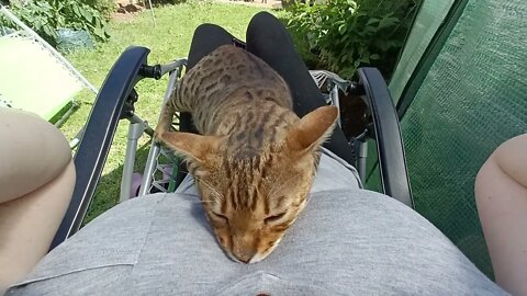 World's neediest bengal cat - Summer 2022 edition