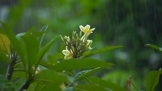 Flower Rain Drops, Leaves