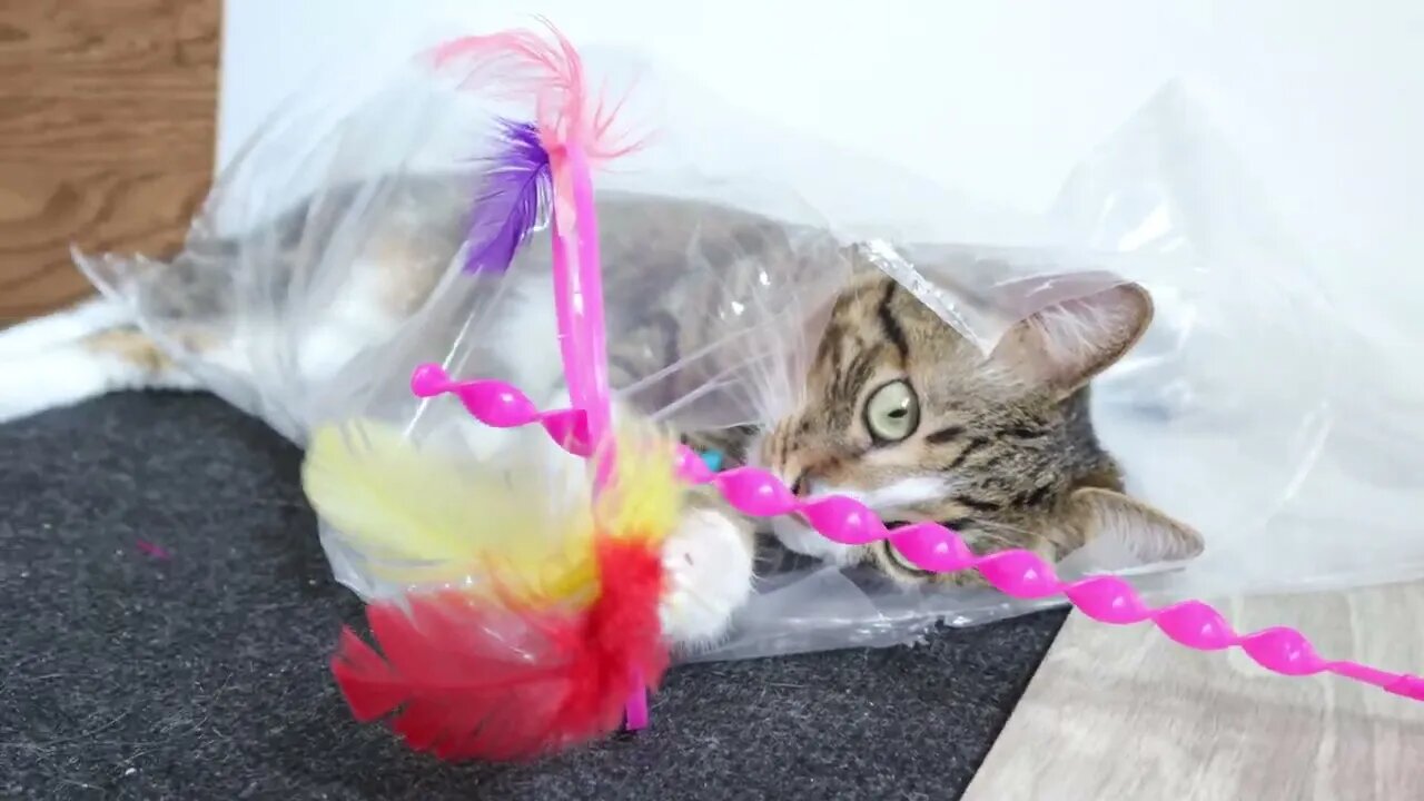 Sweet Cat Plays from the Plastic Bag