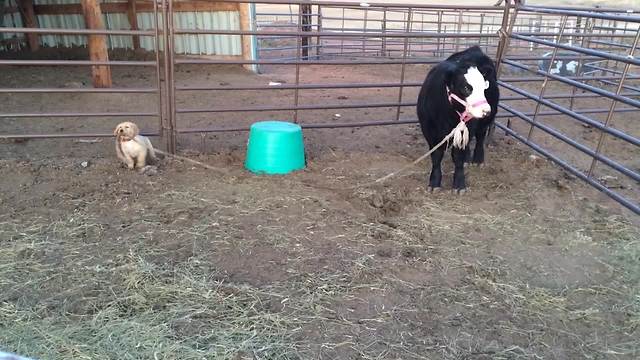 "Puppy Plays Tug of War With Cow"