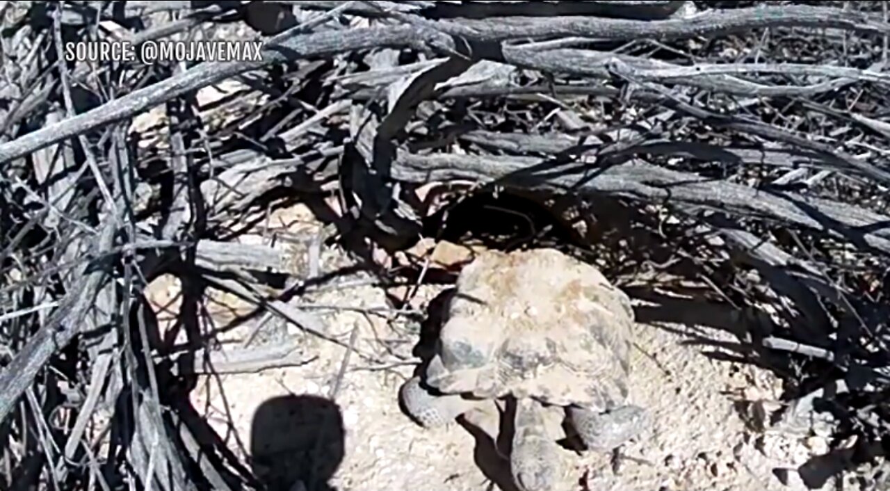 Mojave Max appearance marks beginning of spring