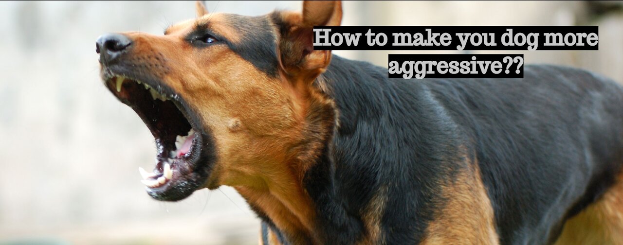 How To Make Dog More Aggressive in few steps?