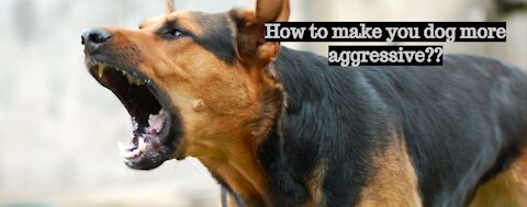 How To Make Dog More Aggressive in few steps?