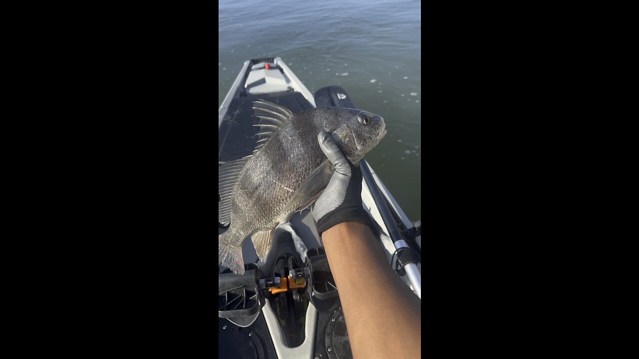 Caught A Big Fish While Kayak Fishing