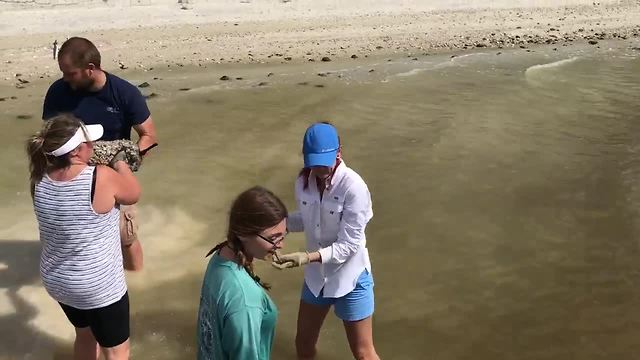 Cleaning up after Irma: bay, beaches polluted | Digital Short