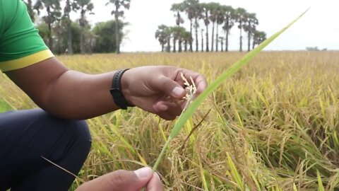 checking Rice