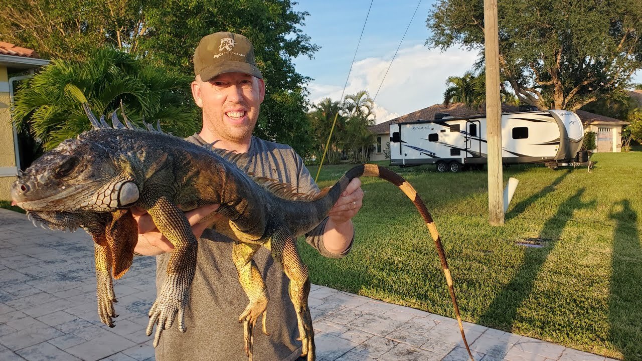 Iguana Catch and Cook - LIZARD CURRY! Hunting Invasive Iguanas in Florida