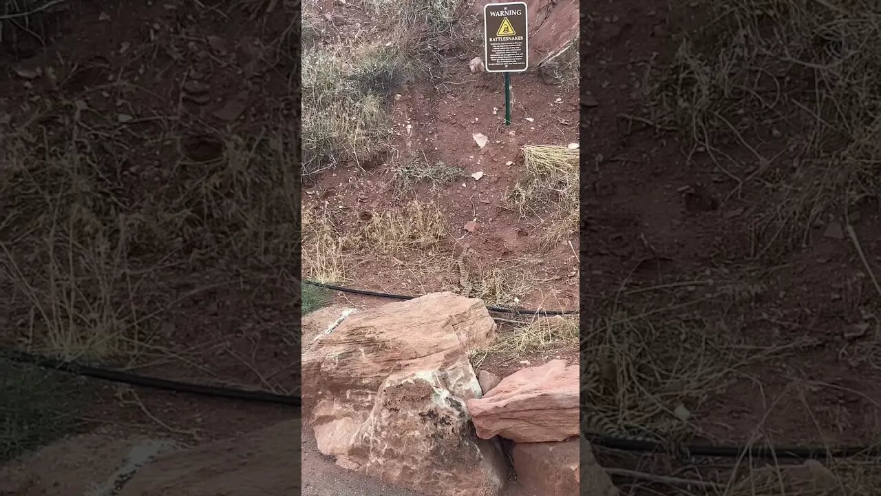 Wild Rattlesnake Encounter #shorts #short