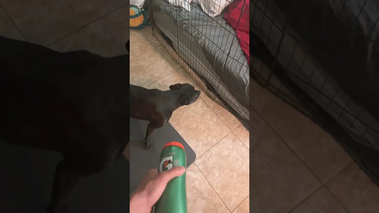 Dog no like water bottle