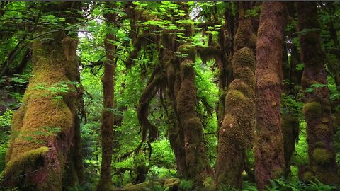 🔴 Nature Sound Thats Relaxing For A Peaceful Aura, Cafe Music, Good Energy Music, Study Music
