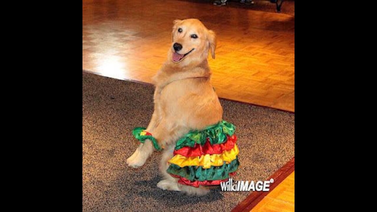 Salsa Dancing Dog