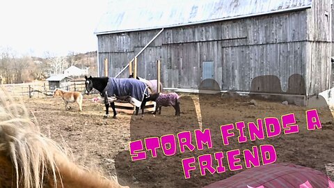 Storm Finally Finds A Friend!