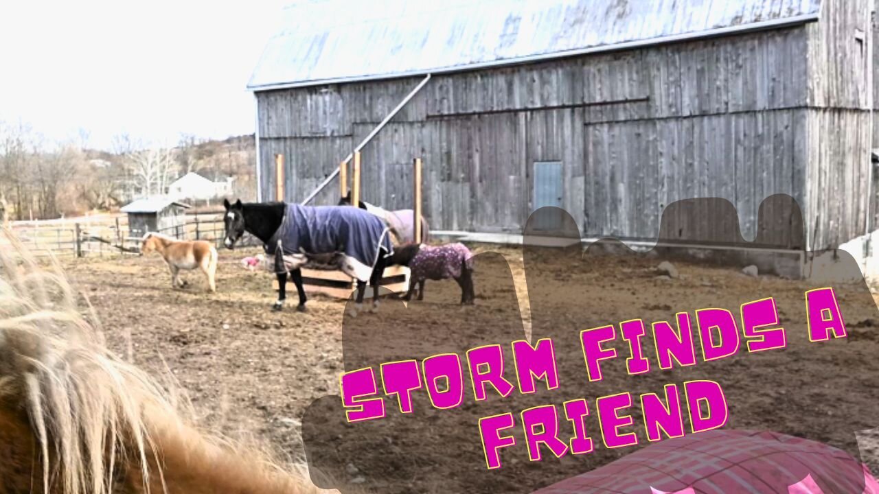 Storm Finally Finds A Friend!