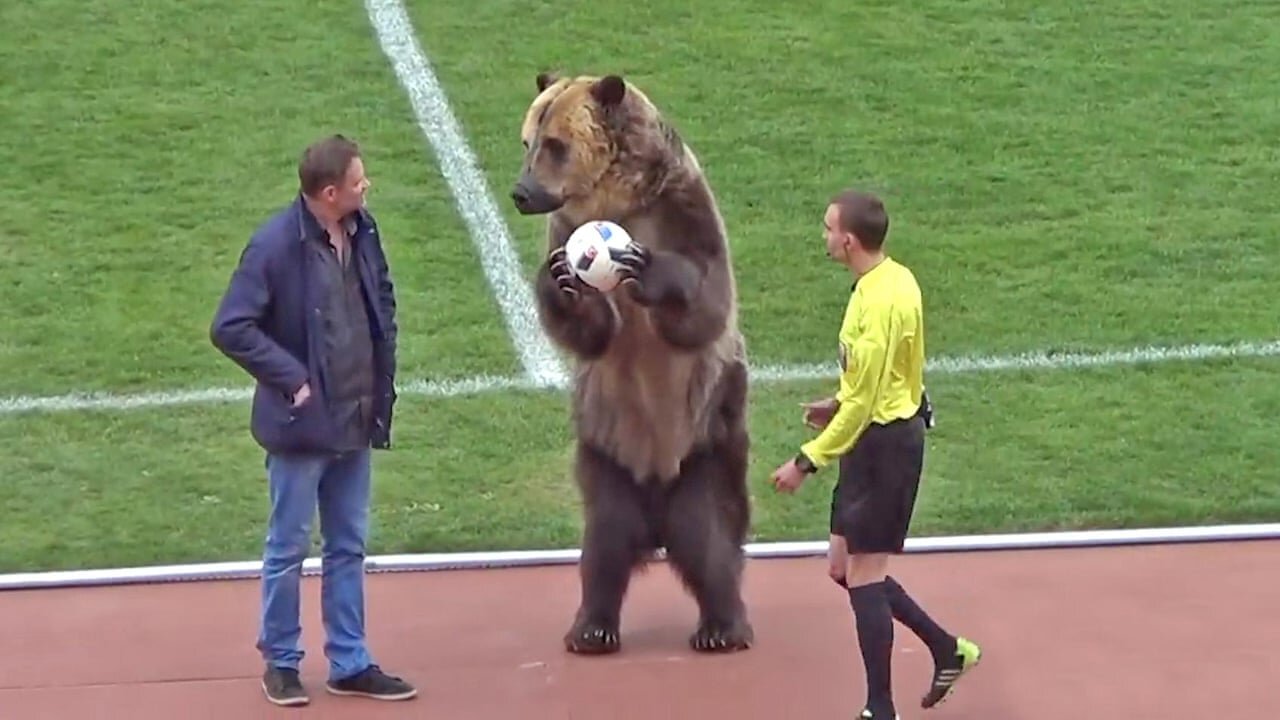 Football Players with Animal on the ground