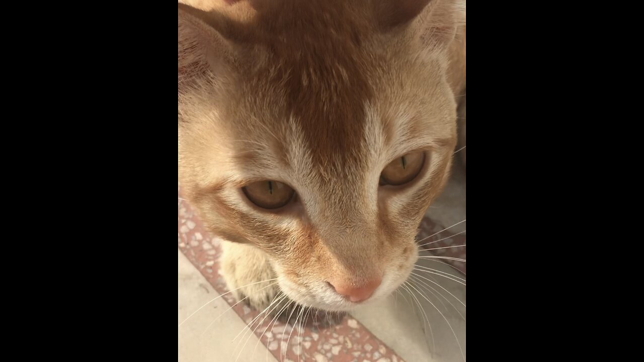 SILLY CAT HAVING FUN!!!!!’FUNNY😂😂😂!!!SILLY