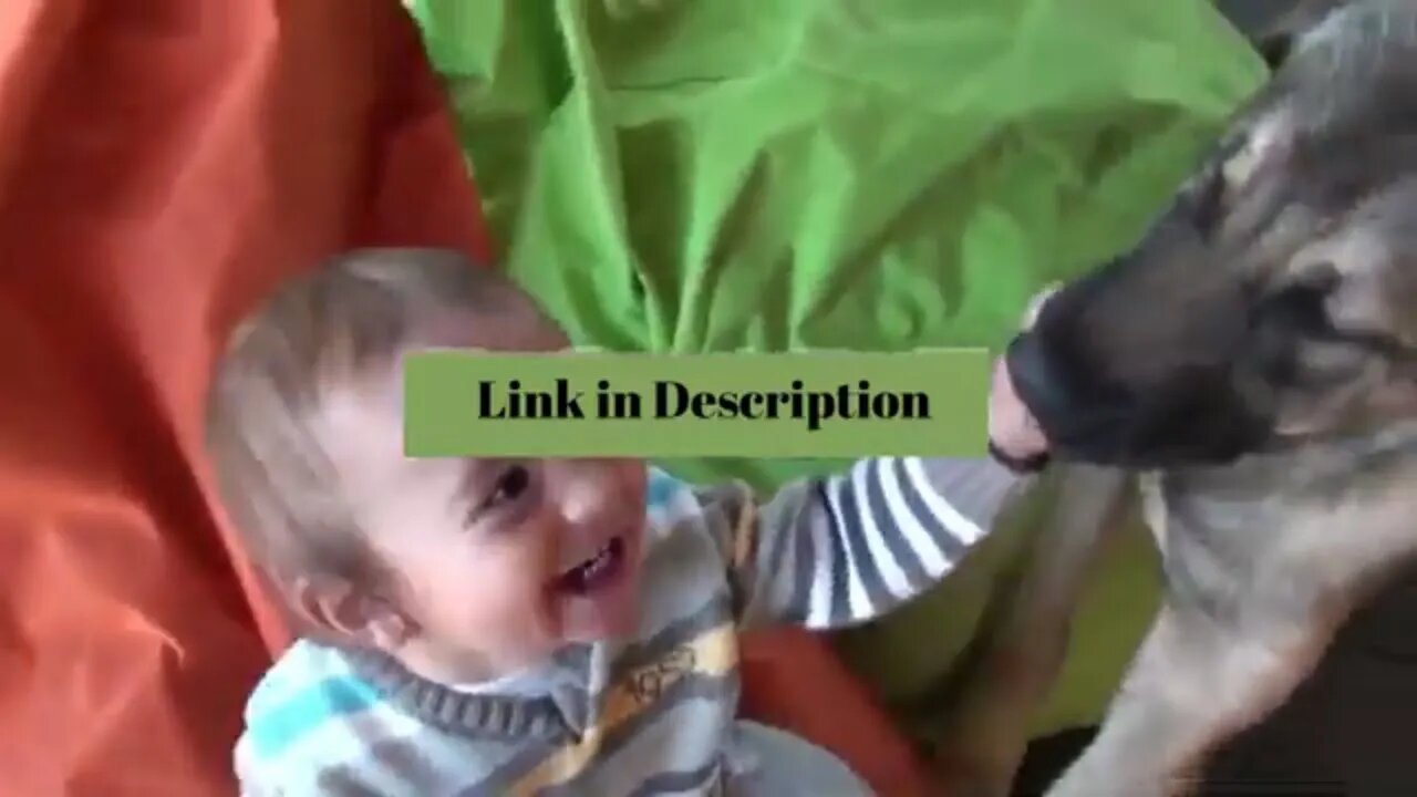 Dogs Attack Licking A Happy Child, dog, cute, funny, attack, dog attack, animals, dogs #shorts