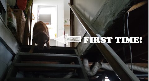 2 year old Golden Retriever "Milo" going down stairs for the first time