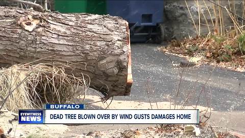 Dead trees in Buffalo knocked over by high winds