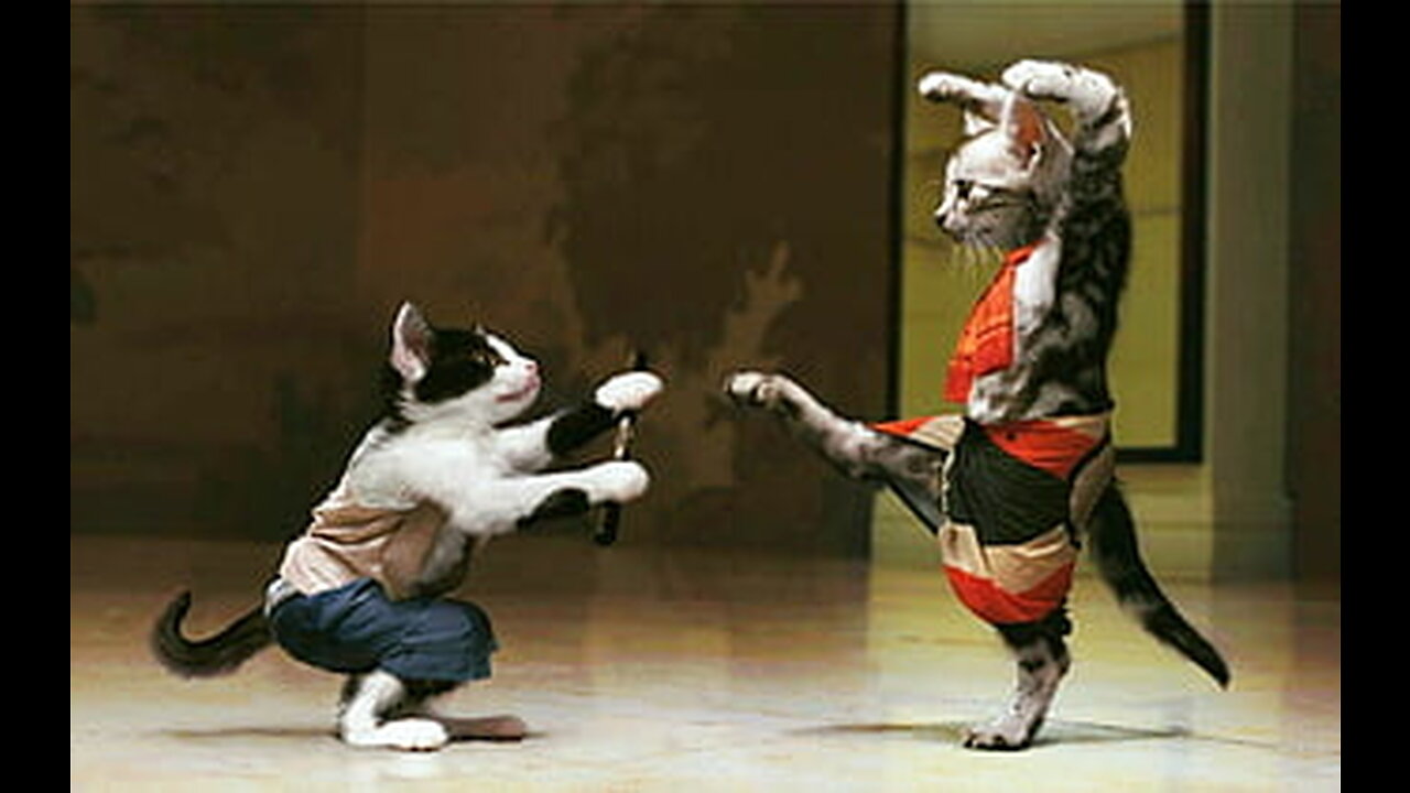 Cat fight .