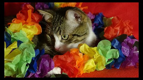 Cat Photography