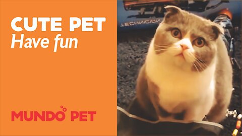 Have fun watching this compilation of cute pet videos. Cats and dogs