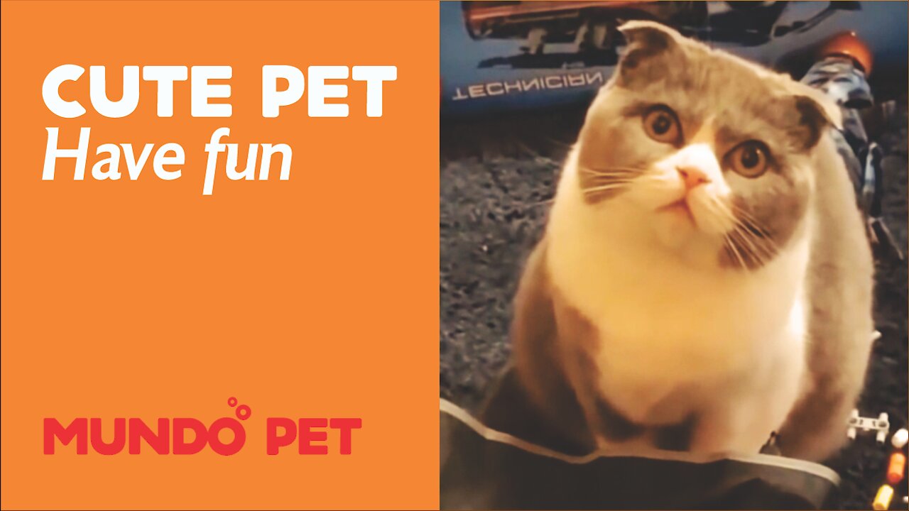 Have fun watching this compilation of cute pet videos. Cats and dogs