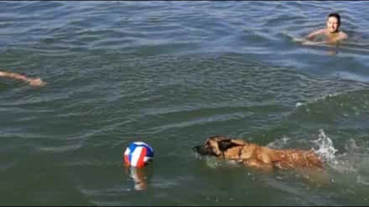 Cão junta-se a grupo de amigos em rio e rouba-lhes a bola!