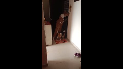 how my dog barks when bell ring ..#rumble #viral #trending #instagram #facebook