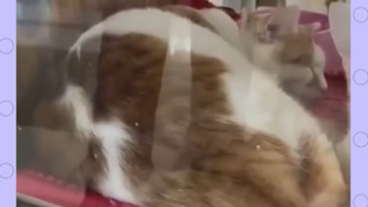 Funny sleeping cat!