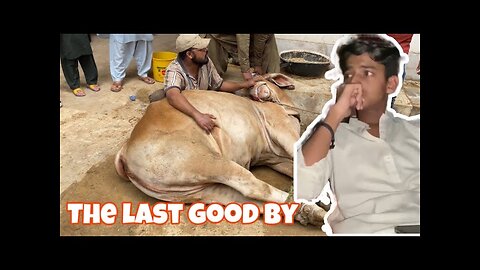 The End 💔Meri Cow ki Qurbani 🥹|| emotional vlog 🥺❤️‍🩹|| Eid special